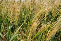 Winter wheat seeds: Bezostaya 100, Marquis, Caravan, Duple