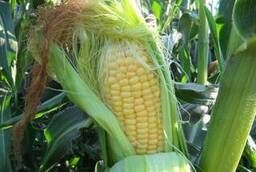 Срочно продам кукуруза продовольственная и фуражная