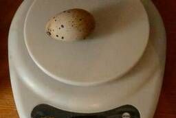 Яйцо перепелиное домашнее без химии
