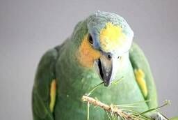 Амазон венесуэльский попугай