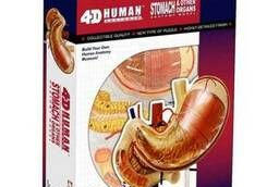 Anatomical model Human stomach