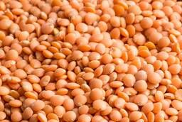 Bio red lentils
