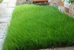 Газонная трава Рекультивация - неприхотливая смесь семян