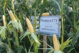 Гибриды кукурузы F1Машук 171 ВНИИ Кукурузы