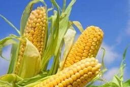Гибриды семена кукурузы П7709, П8400, ПР37Н01, ПР39Д81 Pioneer