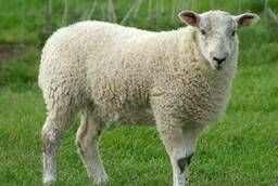 Корм для овец полнорационный экструдированный