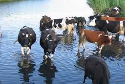 Кормовая добавка для коров глицерин