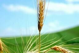 Пшеница 5 класса мягких сортов с клейковиной 16%