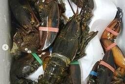 Atlantic Lobster (UAE)