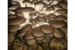 Мицелии грибов оптом