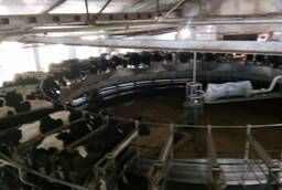 Молочная ферма на 1900 голов