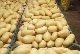 Молодой картофель сорт «Мелодия» новый урожай - Пакистан