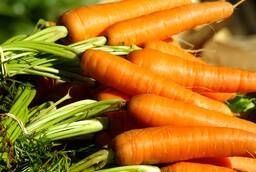 Морковь свежая (урожай 2020г. )