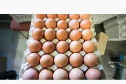 Нетоварное яйцо по ценам птицефабрик