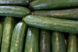 Cucumber for canteens