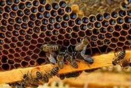 Пчёломатки Карника линия Прима
