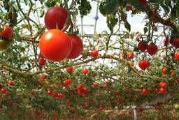 Продам тепличный комплекс по выращиванию помидор и огурцов