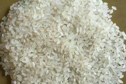 Rice Rapan (Kamolino) 1st grade