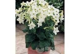 Flower seeds Winged tobacco Saratoga (White) 1000 pcs