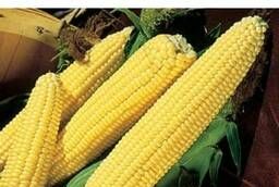 Seeds of Corn Testi Dream