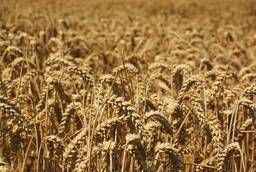 Семена пшеницы яровой Ирень (ЭС)