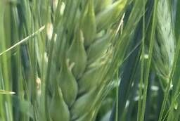 Winter barley seeds variety Erema, Vivat, Fox 1, Timofey