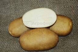 Семенной картофель Удача (элита, суперэлита) от СеДеК