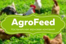 Agricultural poultry. Compound feed for poultry. Tyumen