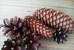 Pine cones, spruce cones