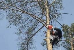 Спил, распил деревьев, вырубка леса в Энгельсе, Саратове