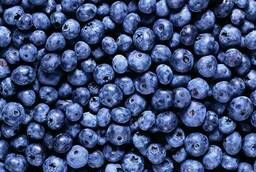 Fresh and frozen blueberries wholesale