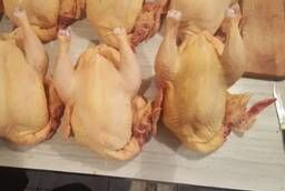 Свежее мясо курицы оптом (куриные туши)