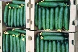 Greenhouse Cucumber Smooth Demarrage, Meva Wholesale