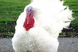 Turkey Egg White Broad-breasted, North Caucasian Bronze