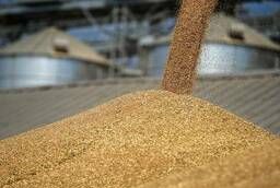 Зерно кормовое пшеницы-ячмень-горох-овёс-кукуруза
