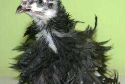Цыплята Кохинхин карликовый кучерявый черный, мраморный
