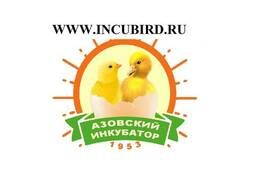 Цыплята суточные в Крыму