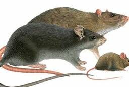 Эффективное средство от мышей и крыс «Бактокумарин»
