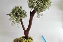 moss cetraria bonsai tree