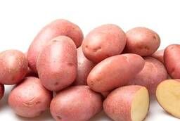 Картофель семенной Розара