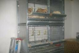 Cages for laying hens 15 heads and cage batteries in Tyumen