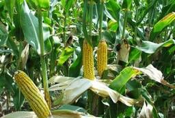 Квс 2322 гибрид кукурузы KWS - ФАО 250