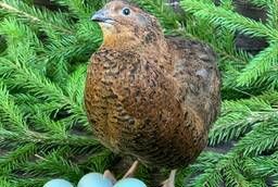 Hatching quail egg quail Celadon - blue egg