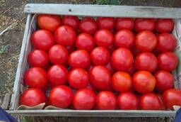 Tomatoes (tomatoes) wholesale