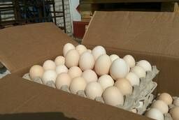 Продаем яйцо фермерское отборное (C-О)
