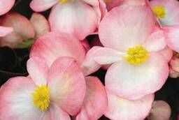 Семена цветов Бегония вечноцветущая Бада Бум (Rose Bicolor)