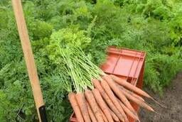 Семена моркови Ибица F1 Bejo уп 1 000 000 шт