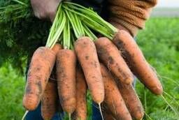 Семена моркови Кардифф F1 Bejo уп 1 000 000 шт
