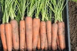 Семена моркови Нектар F1