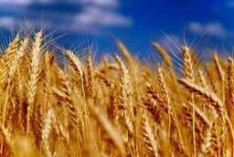 Семена - озимый сорт твердой пшеницы Богдана - элита